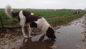 Hond drinkt