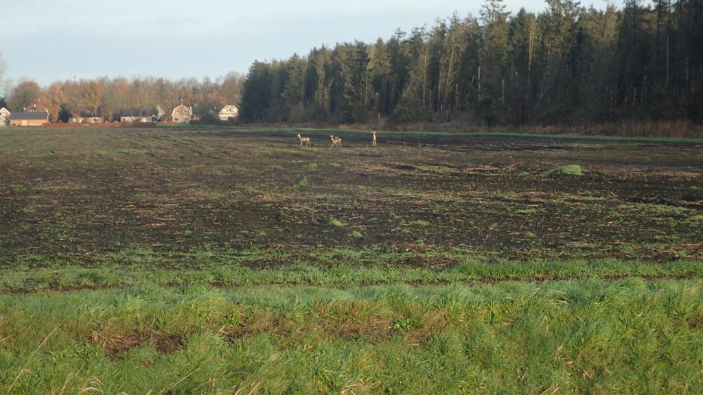 Ree in het veld