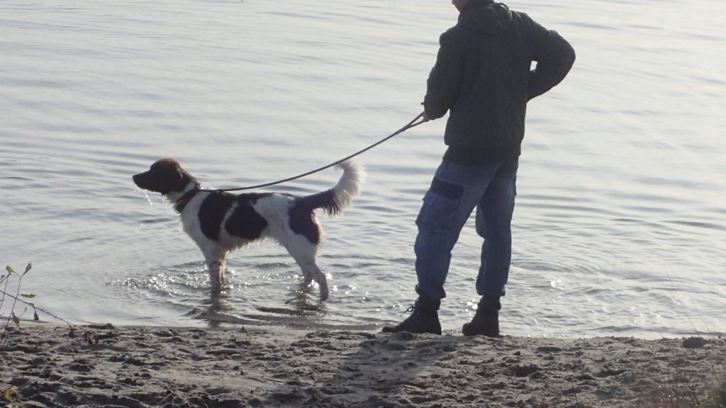 Hond en mens in water