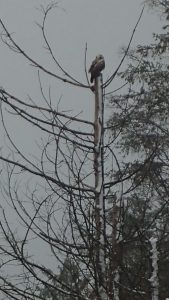 Buizerd in boom