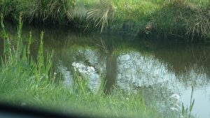 Reflectie boom op water