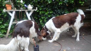 Drinkende honden in de schaduw