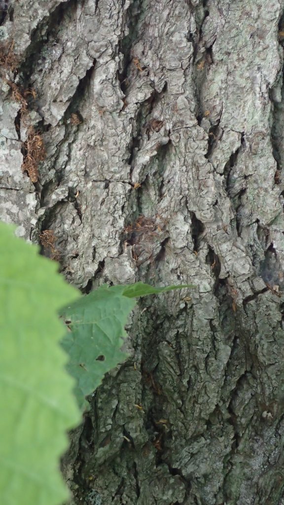 Close up van de bast van een Lindeboom