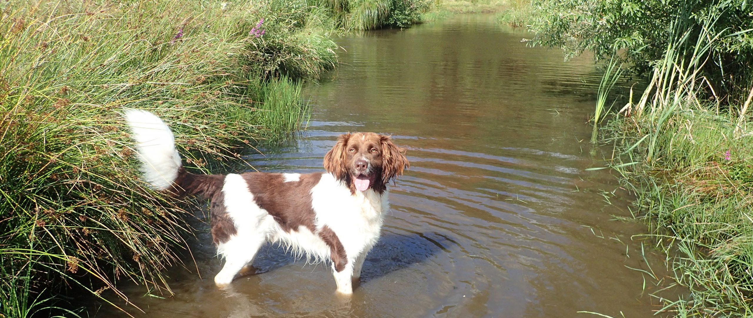 Drentsche Patrijshond in water