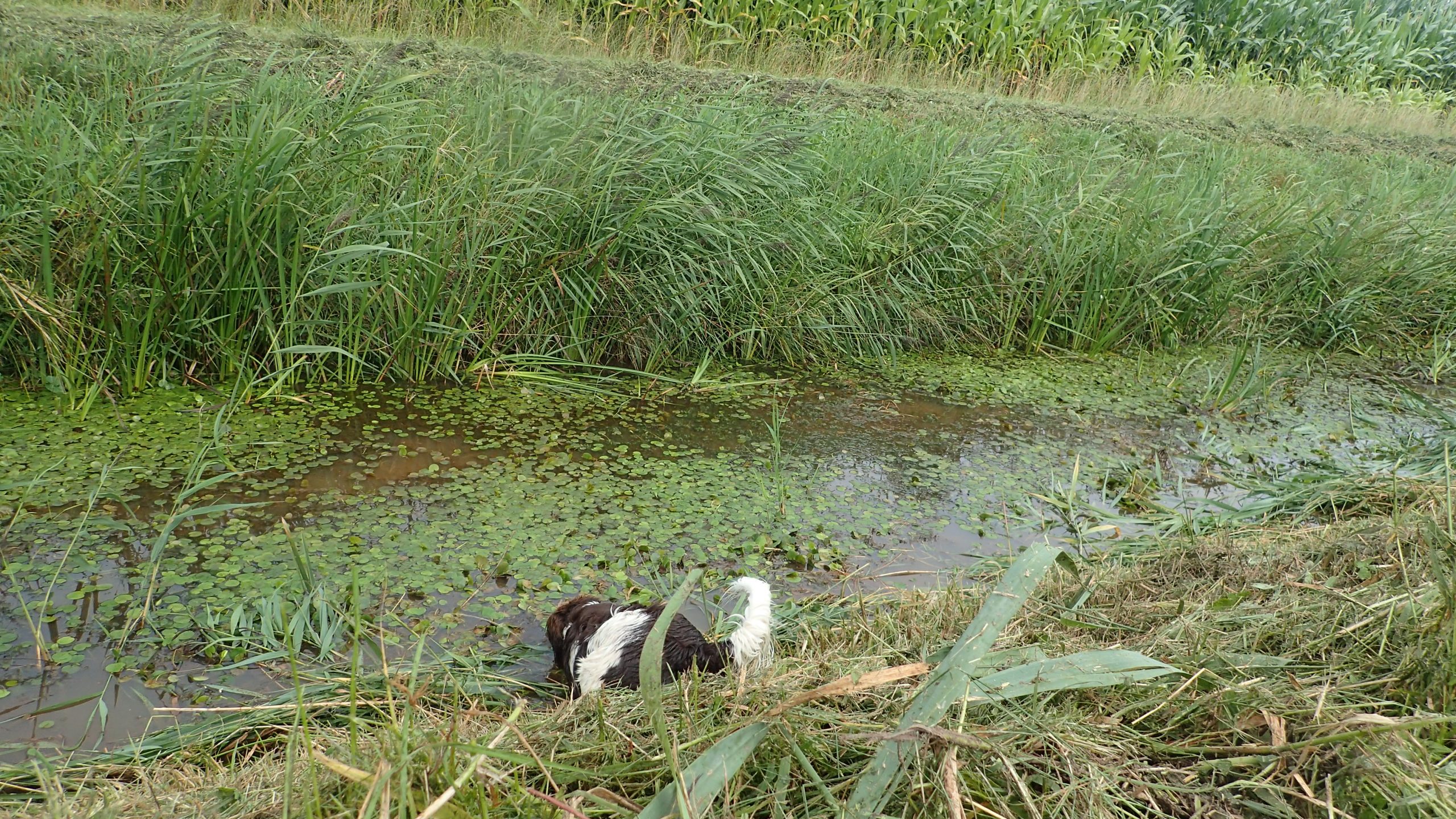 Dp in het water gaand