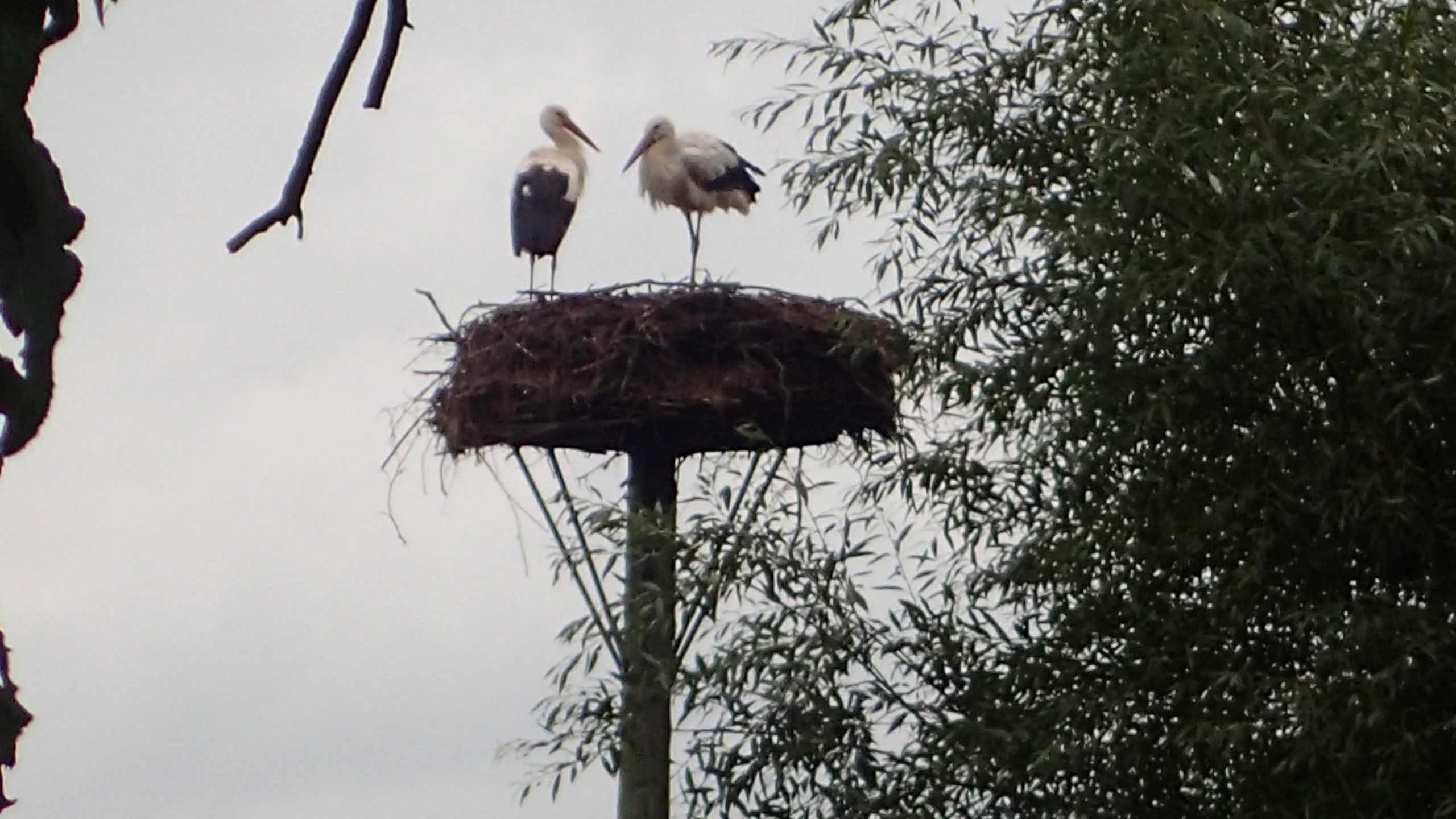 Ooievaars zittend op een Nest, met natgeregend verenkleed