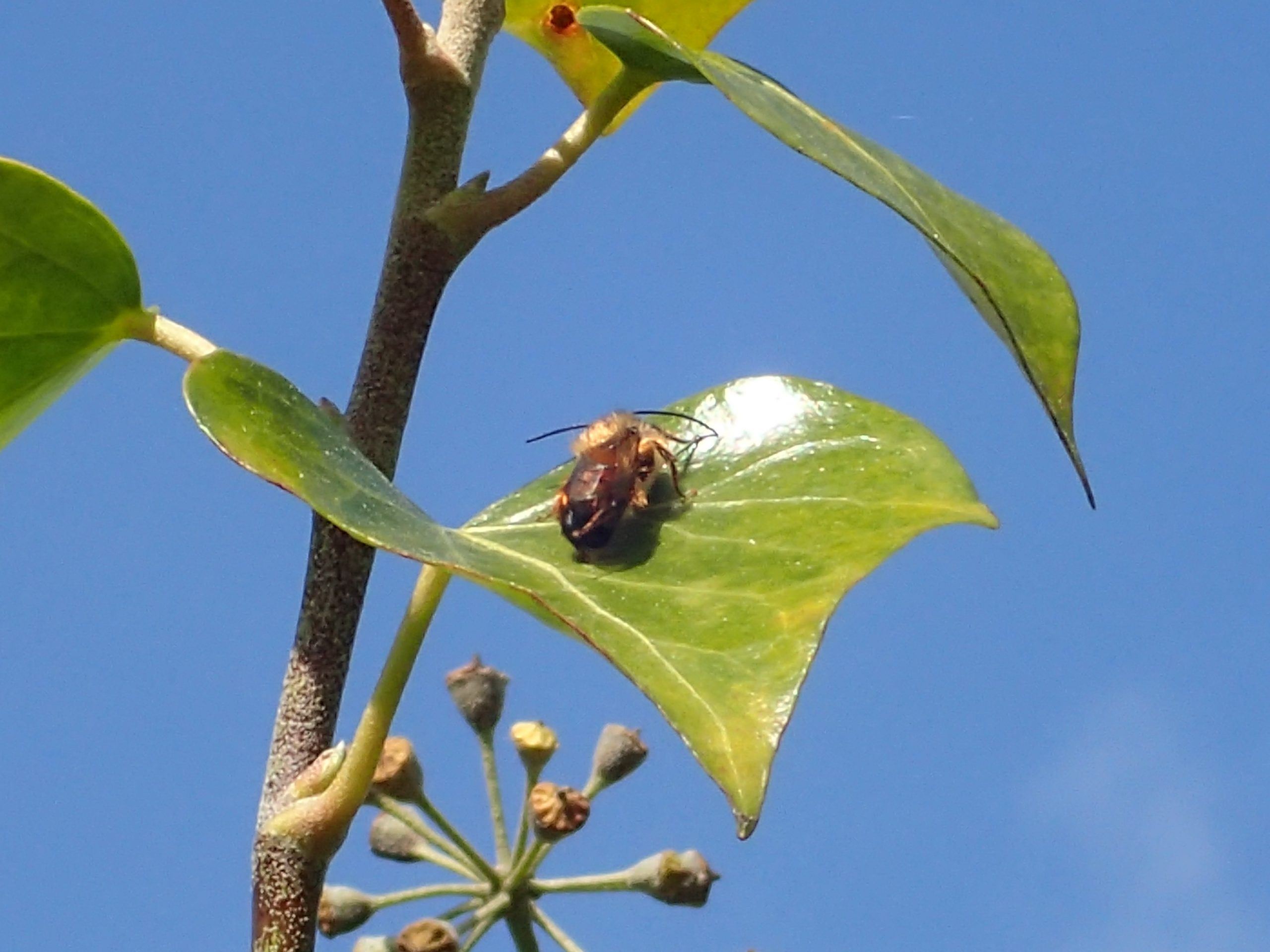 Een wilde bij op het blad van de Klimop Hedera Helix