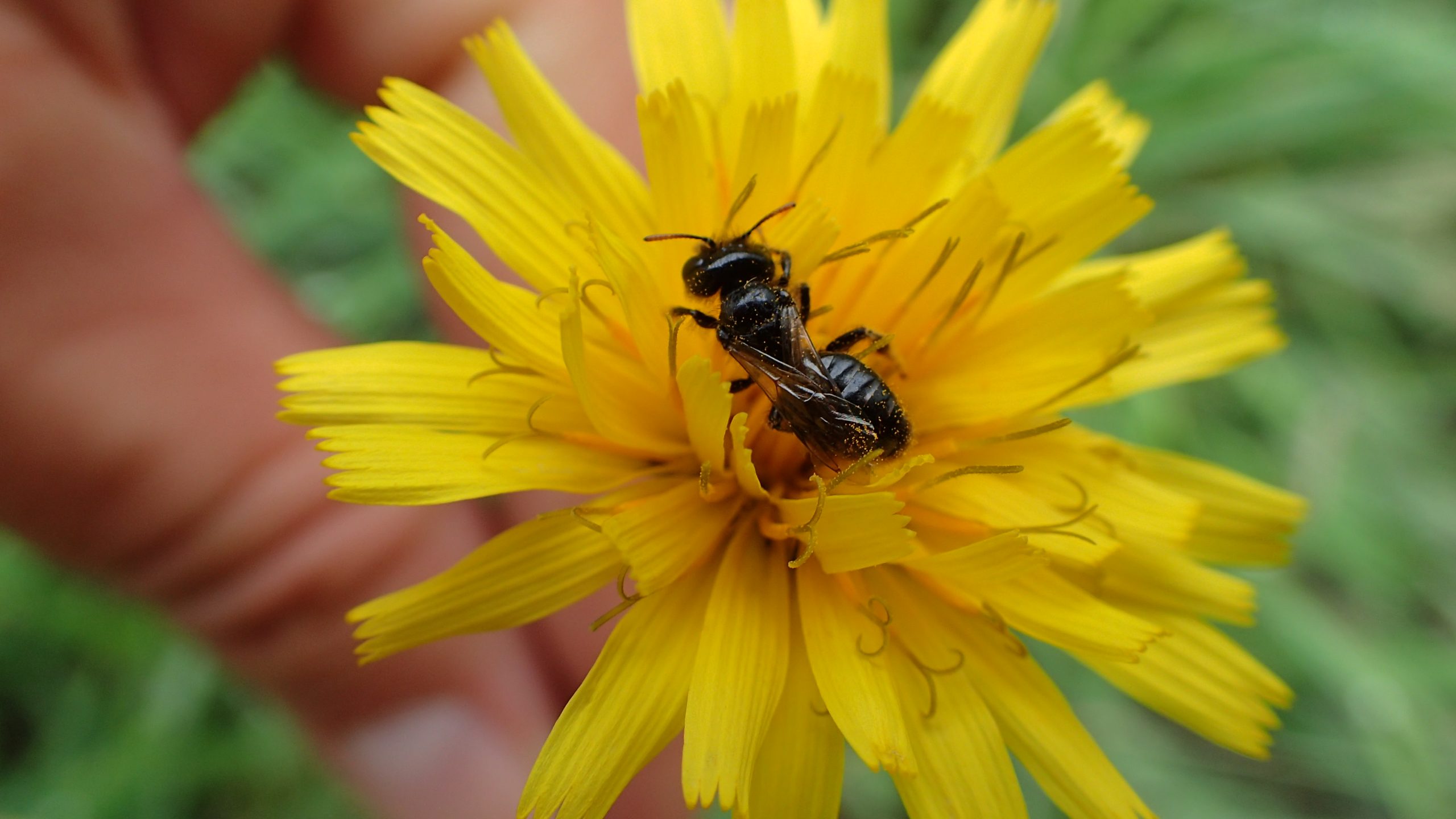 Pollen op een wilde bij zittende op een gele composiet bloem