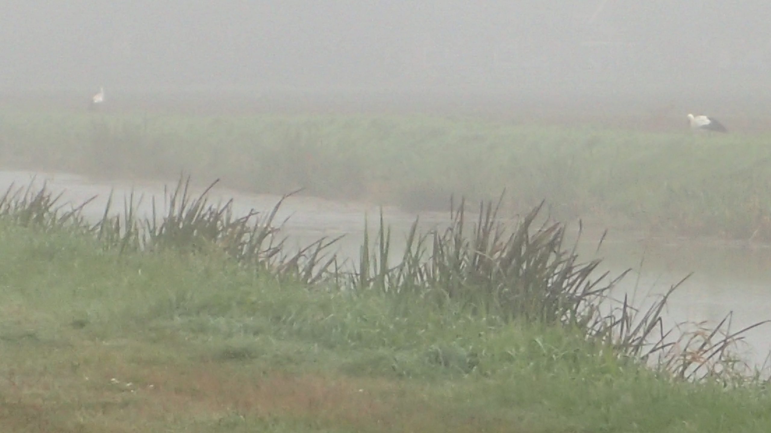 Twee ooievaars aan een slootkant in de mist.