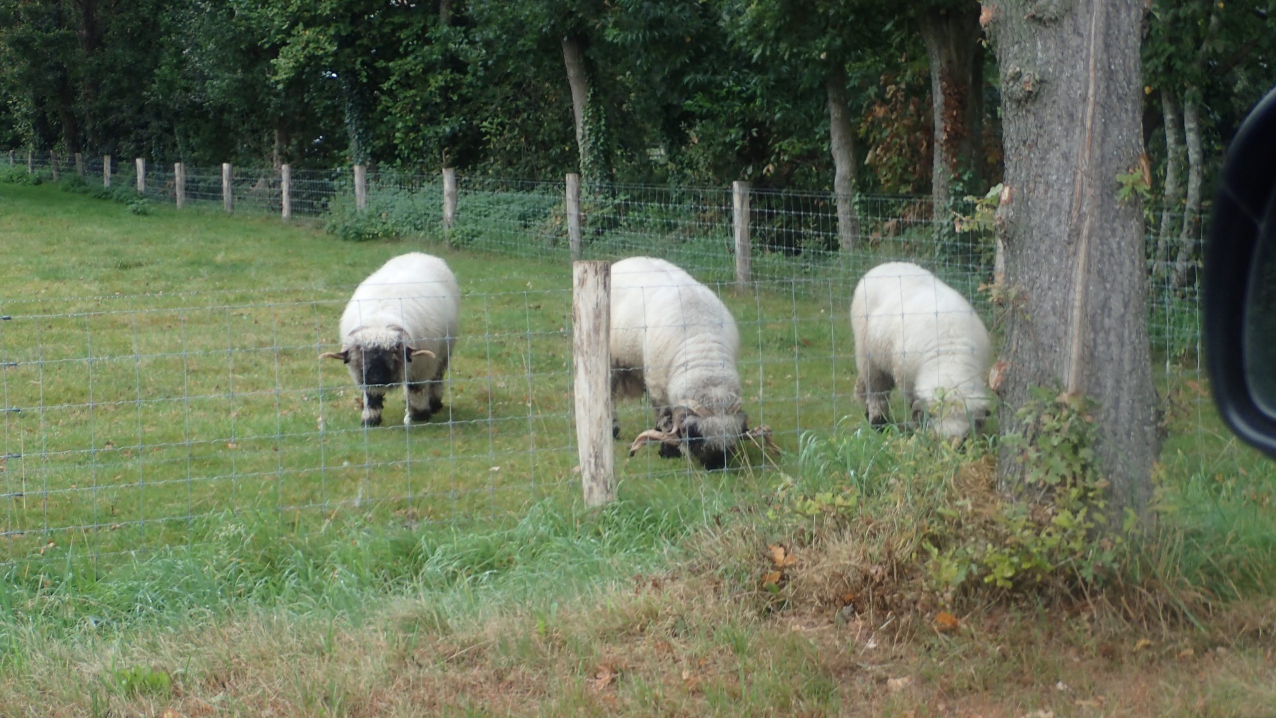 Drentsche schapen in de weide