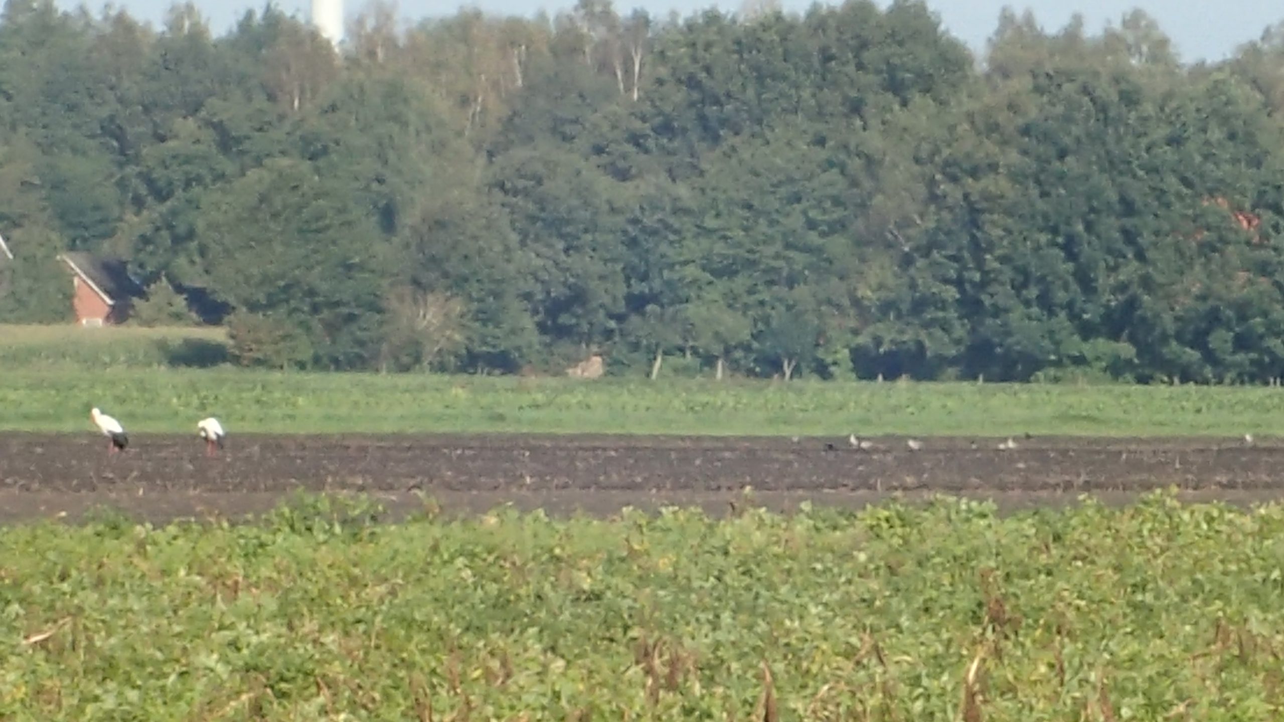 Twee ooievaars zittend in het veld