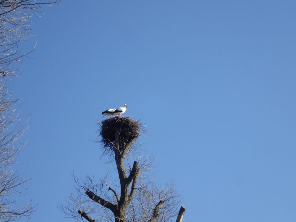 Ooievaars op het nest.