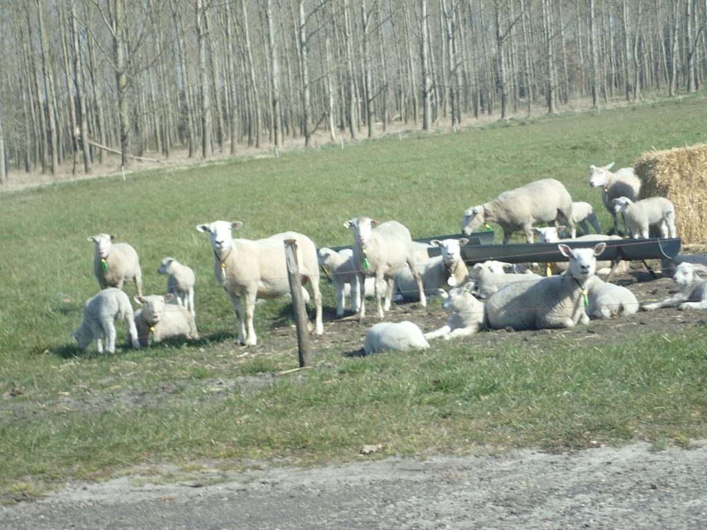 Schapen in de wei met lammetjes