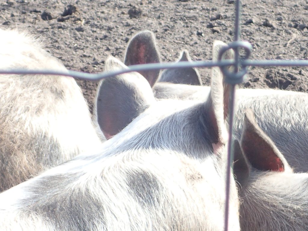 Varkens in de modder