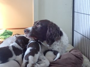 Hond met zes pups in hun nest.