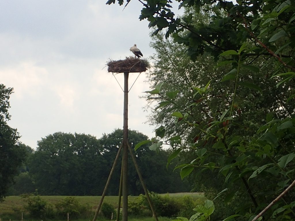 Twee jonge ooievaars en een ouder dier zittend op het nest.