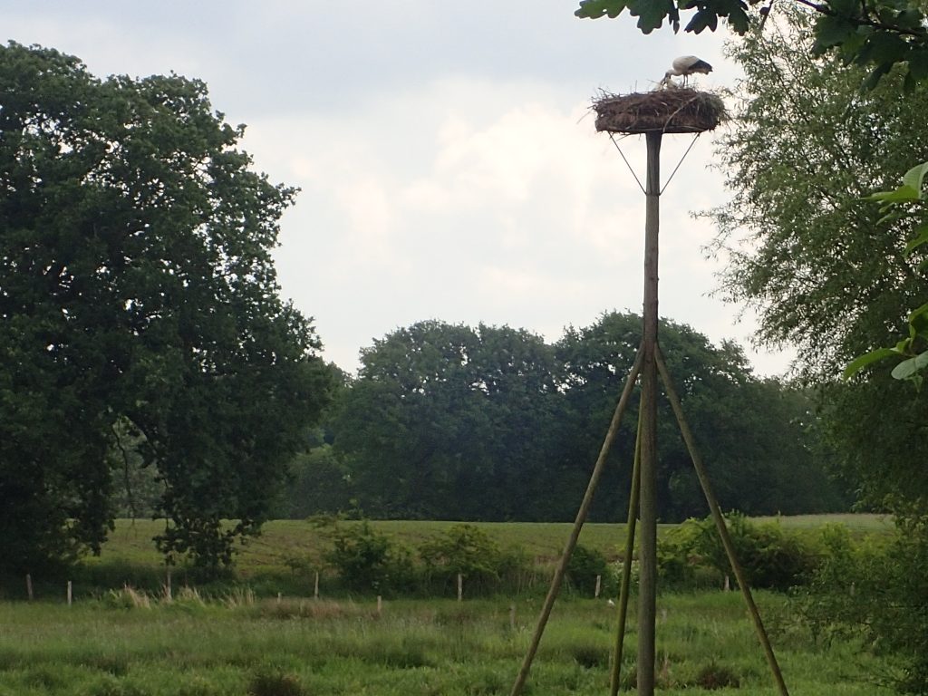 De jongen worden door een van de ouders gevoerd!