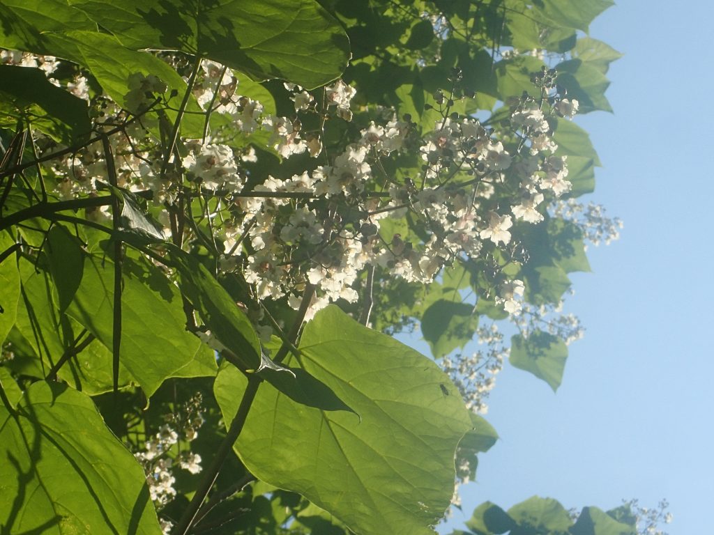 Foto van een bloeiende trompetboom.