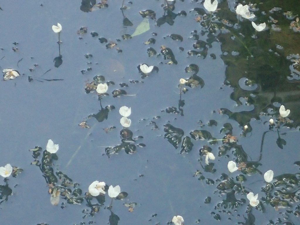 Vijver met witte bloeiende bloemen