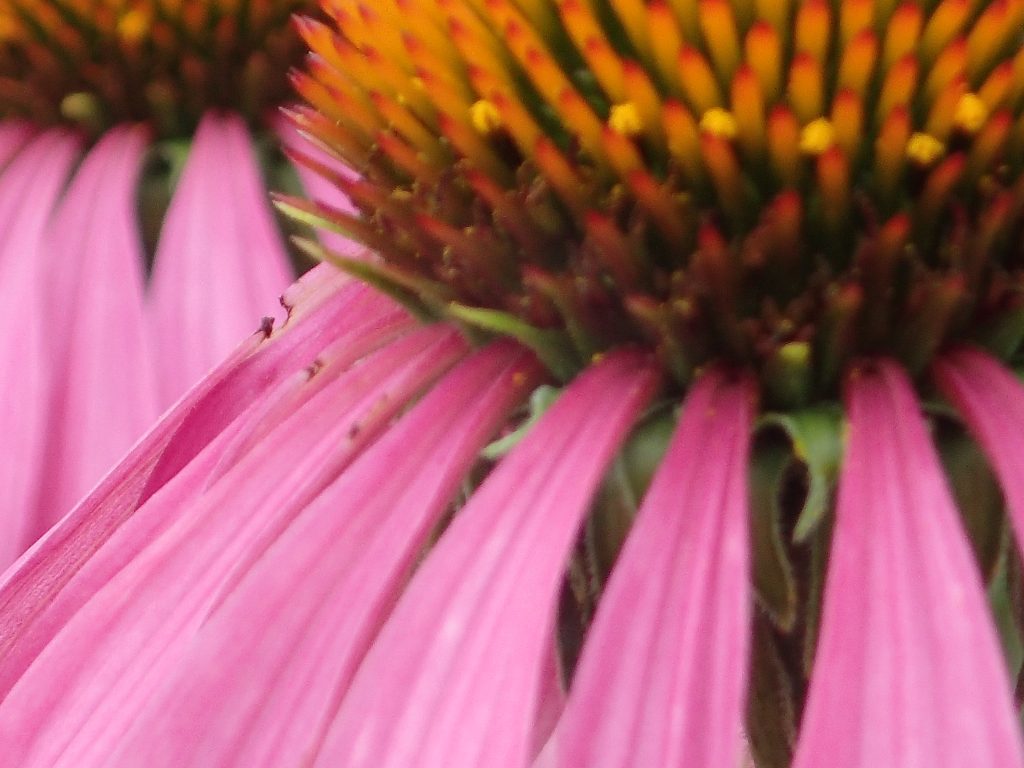 Zonnehoed in bloei