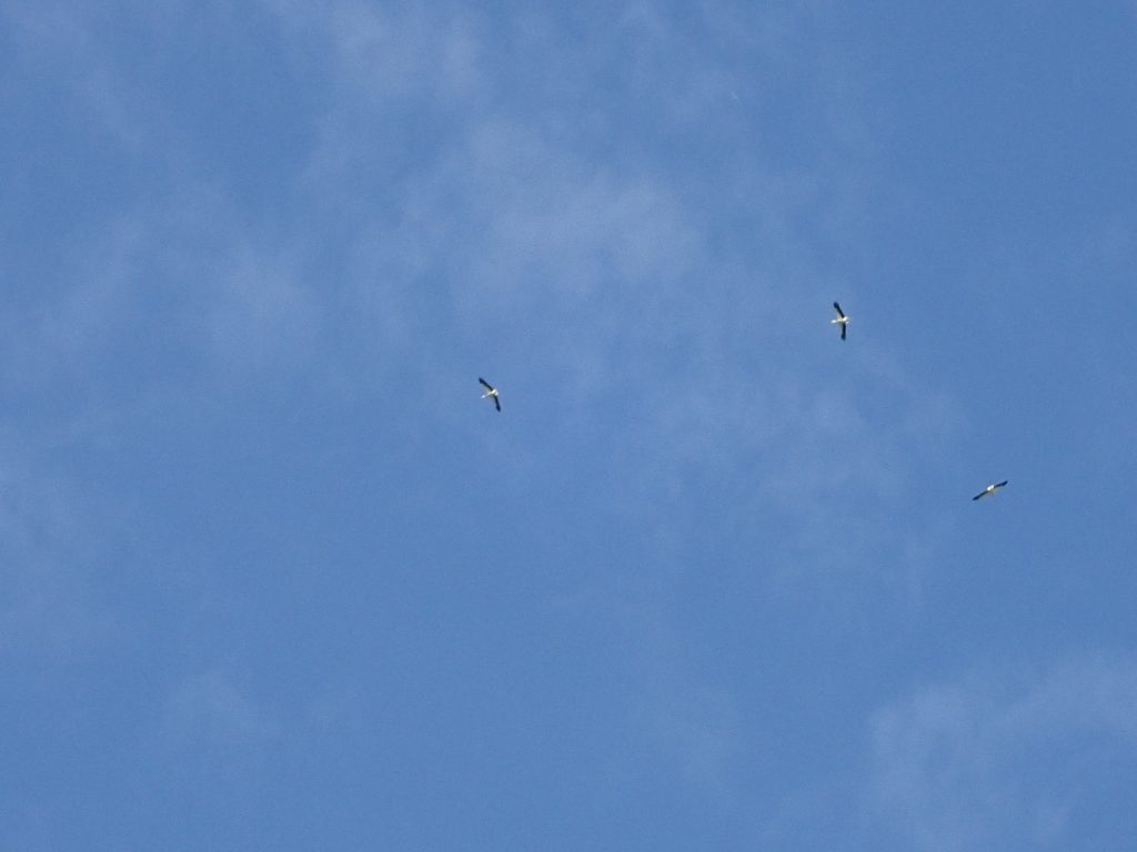 Drie ooievaars cirkelen in de lucht. Die helder blauw is, met een beetje waterdamp