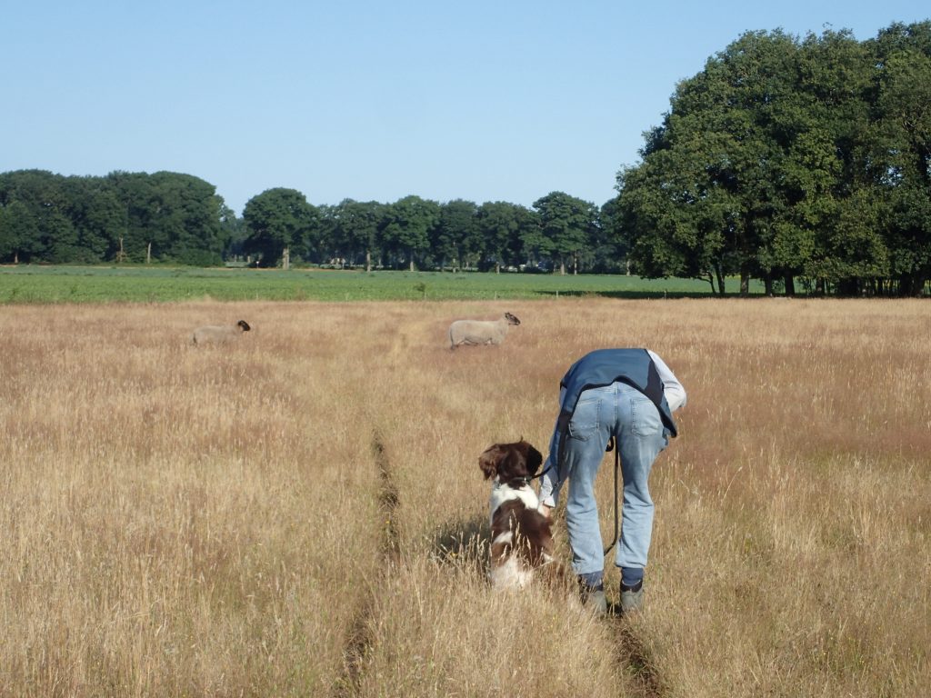 Aan het werk met de Hond. Schapen lopend op de achtergrond.