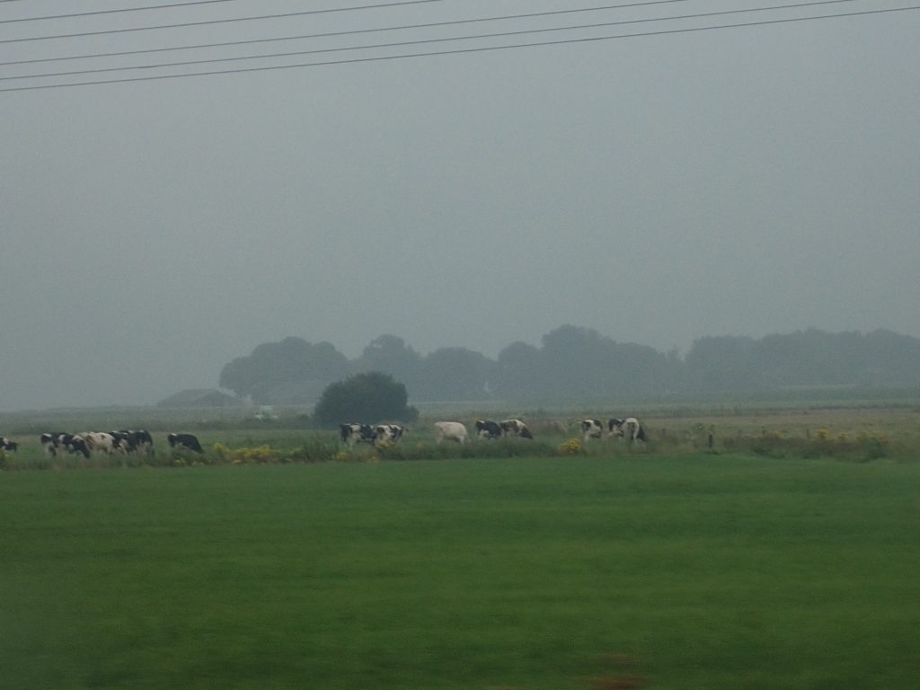 Koeien op het groene veld. Natgeregend