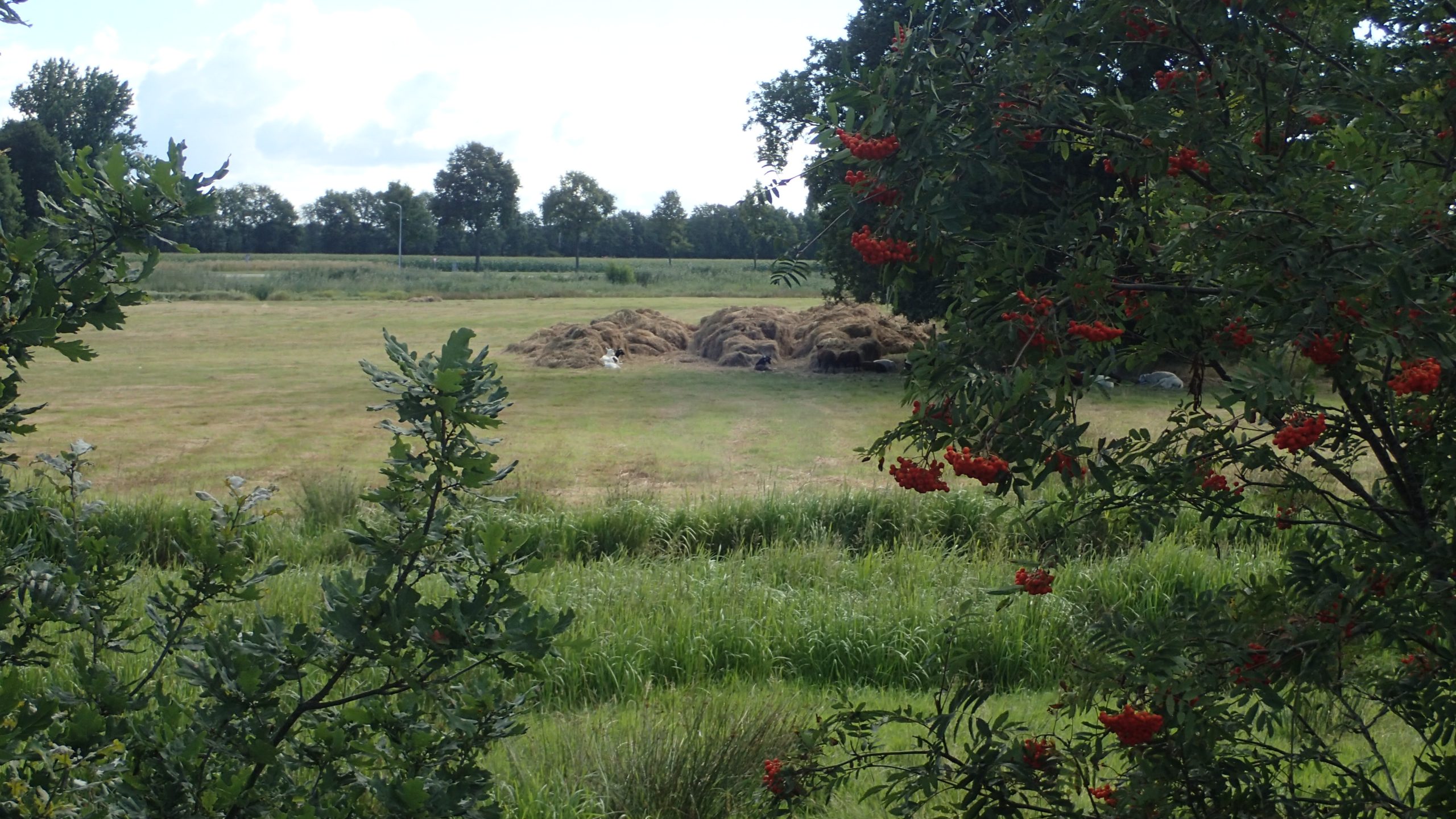 Geiten in het veld tegen het hooi aanliggend.