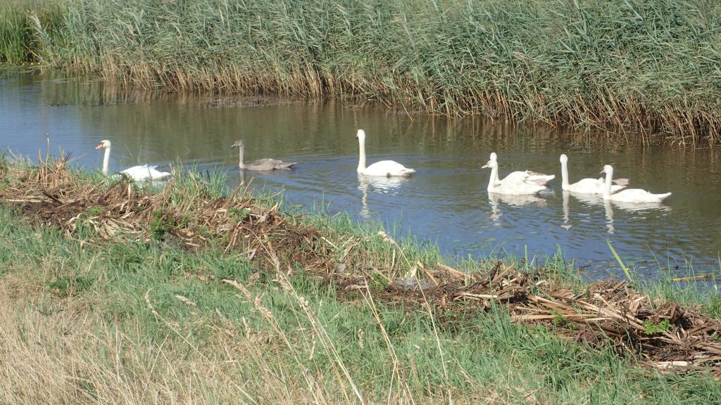 Zwemmende zwanenfamilie