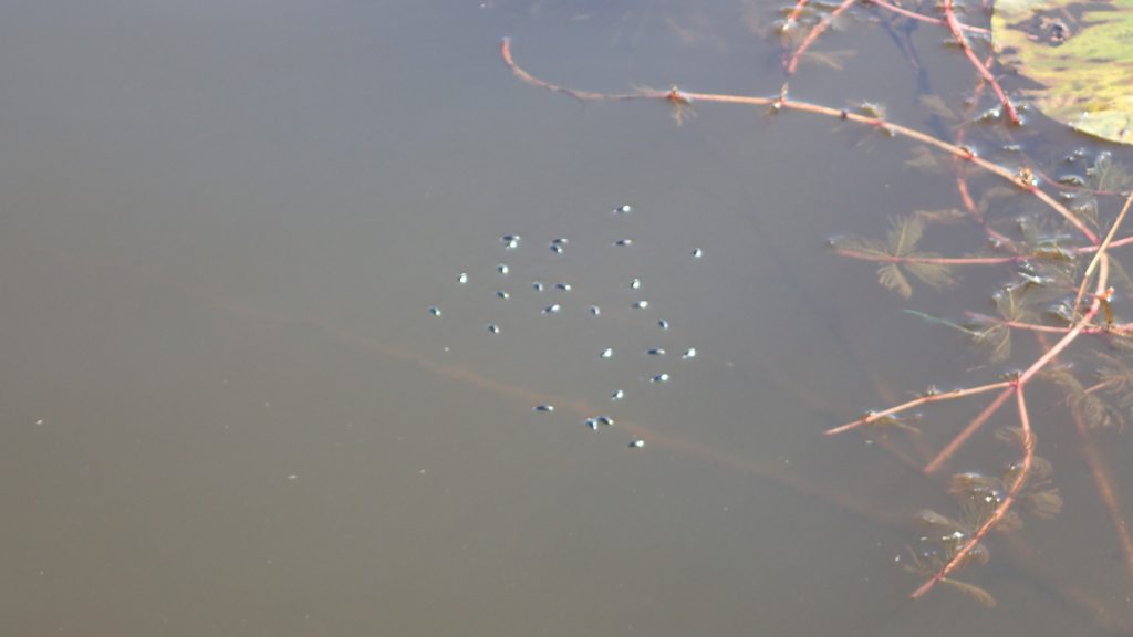 Bootsmannetjes aan de oppervlakte van een plas. Met lelie en wortel op de achtergrond.