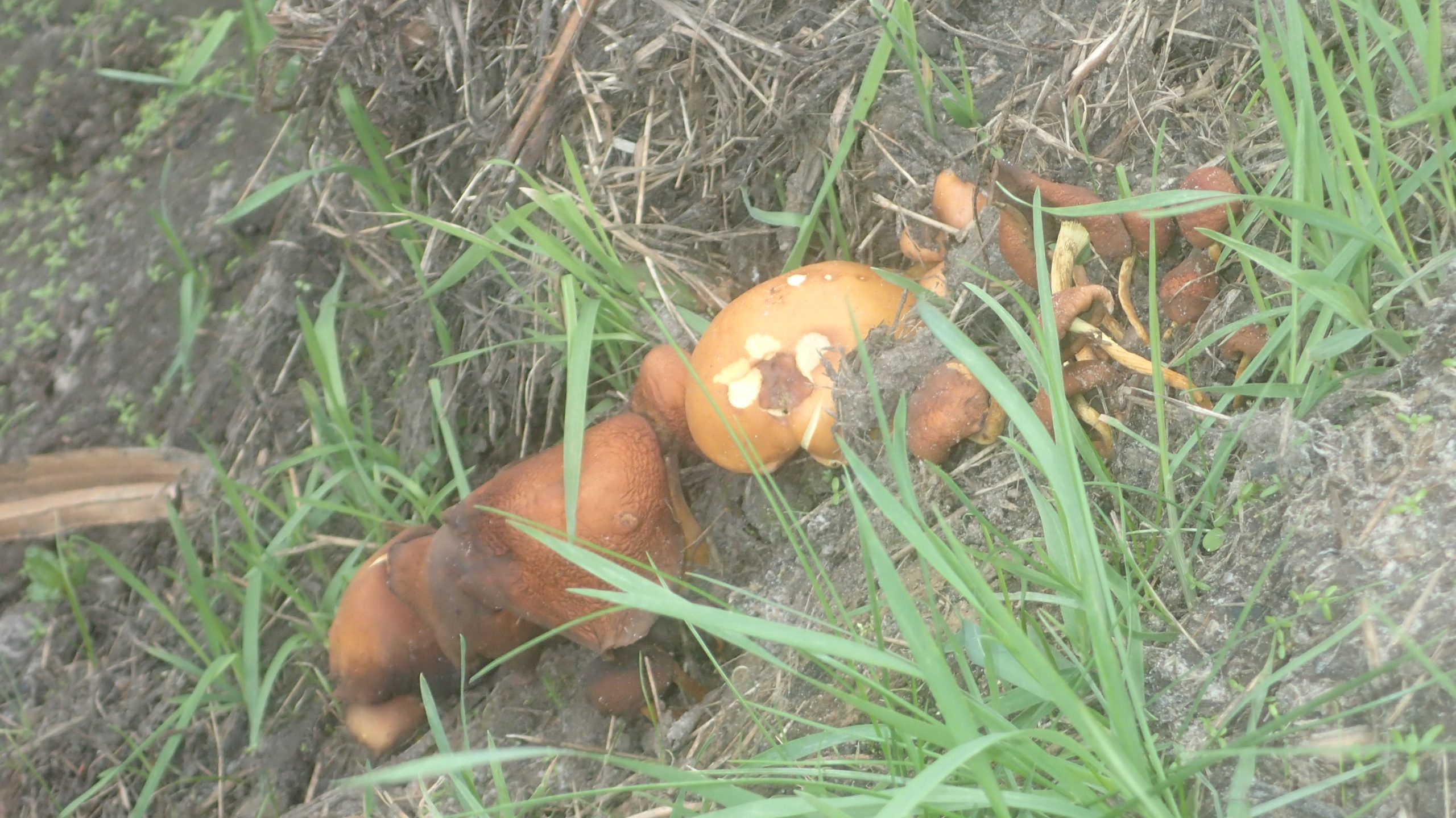 (licht) roest bruine paddenstoel op een helling. Gras eromheen.