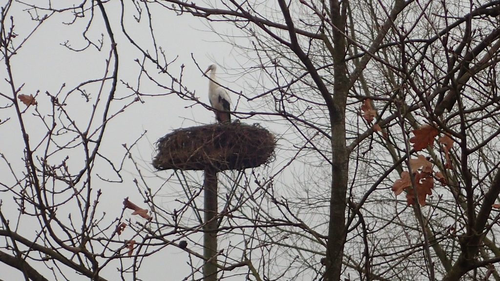 Volwassen ooievaar op het nest!