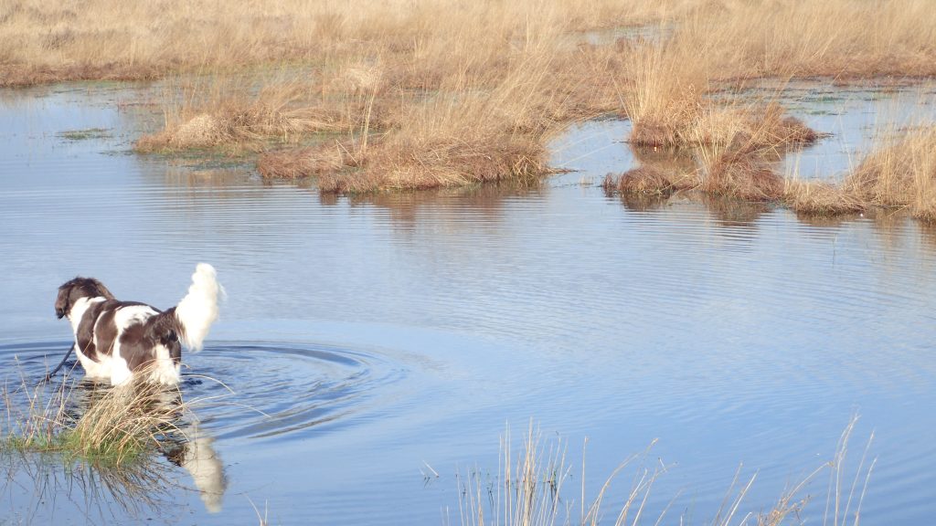 Hond in water