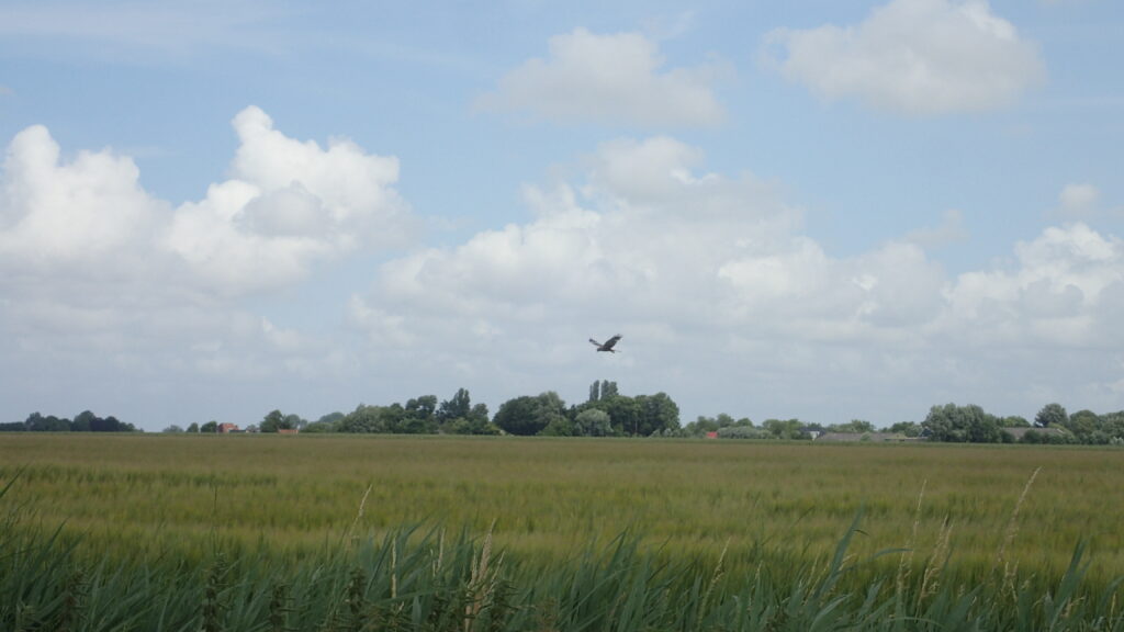 Visarend boven het groene land. Witte vogel met donkere banden.