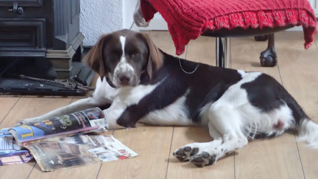 Hond, liggend voor de verwarming met wat tijdschriften aan de voet.