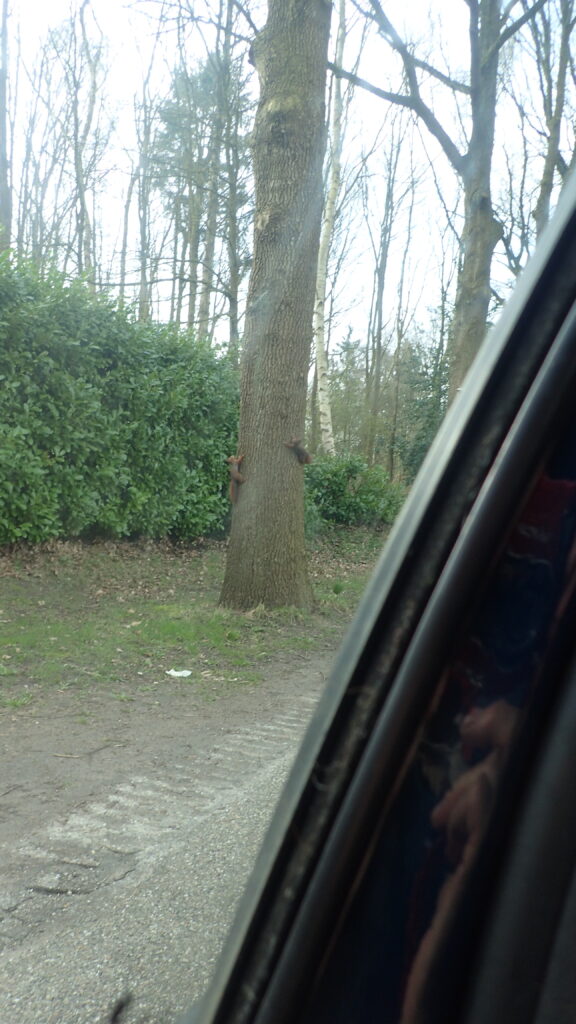 Twee eekhoorns op de stam van een eikenboom. Ze kijken naar elkaar, nadat zij enkele keren op en neer gerend zijn van deze boom naar de volgende boom een weer terug. Territoriumdrang wellicht?