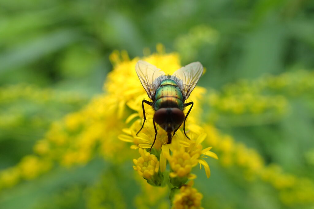 Vlieg, dit individu eet van de bloem van een Guldenroede.